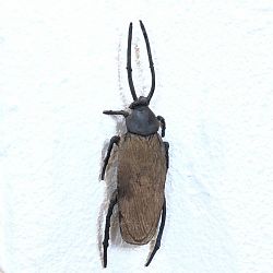 La-cucaracha1-1600939938.jpg