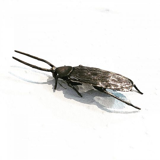 La-cucaracha-1600939936.JPG