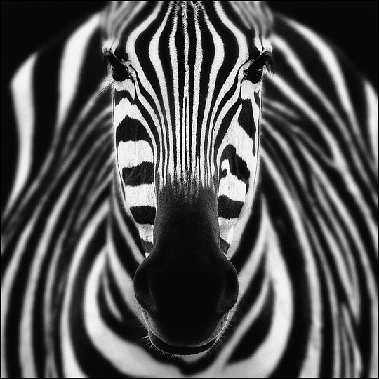 Zebra-abstract-1-12-70-x-12-70-200-FB-1657801853.jpg